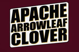 Arrowleaf Clover - Apache